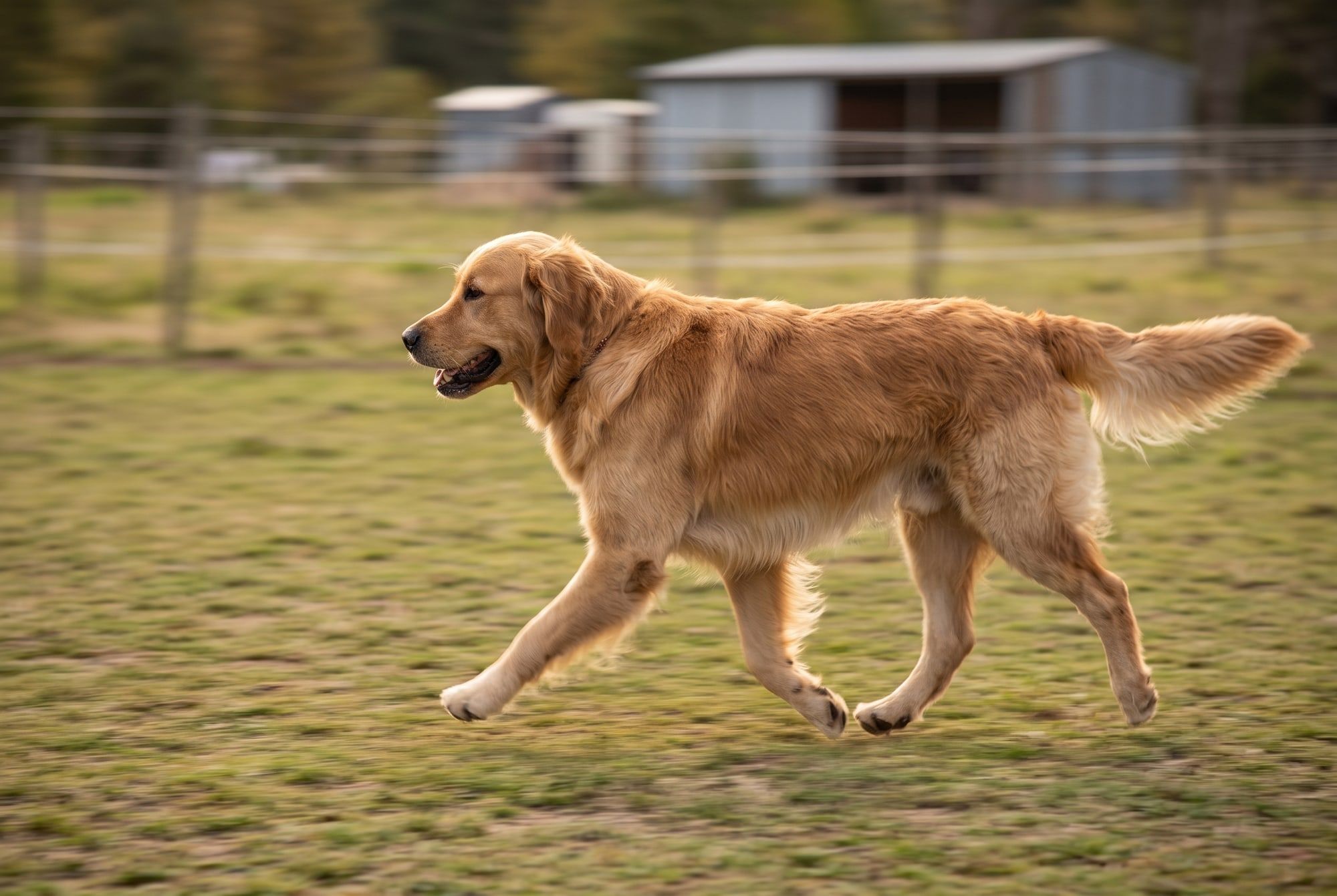 Cão de pelagem dourada em trote, de perfil, em um campo cercado.