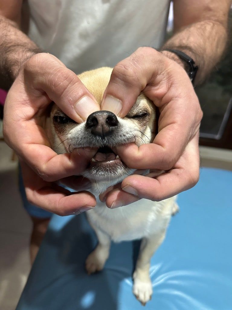 Detalhe de mãos posicionadas na cabeça de um cão durante uma técnica osteopática.