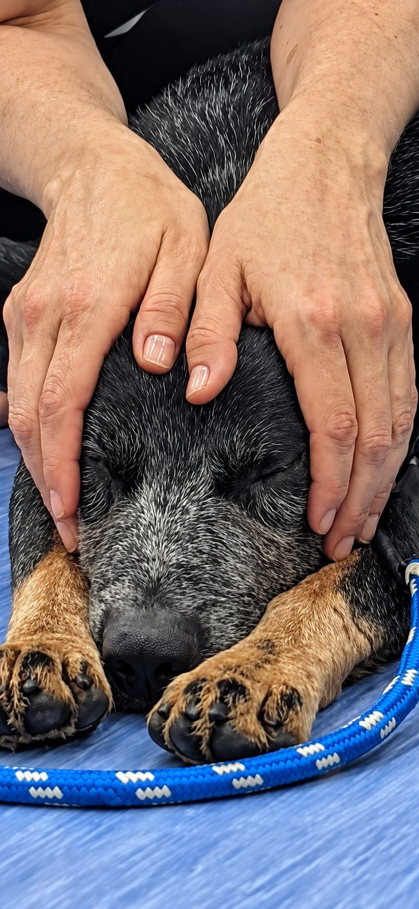 Duas mãos envolvem com delicadeza a cabeça de um cão deitado, de olhos fechados.